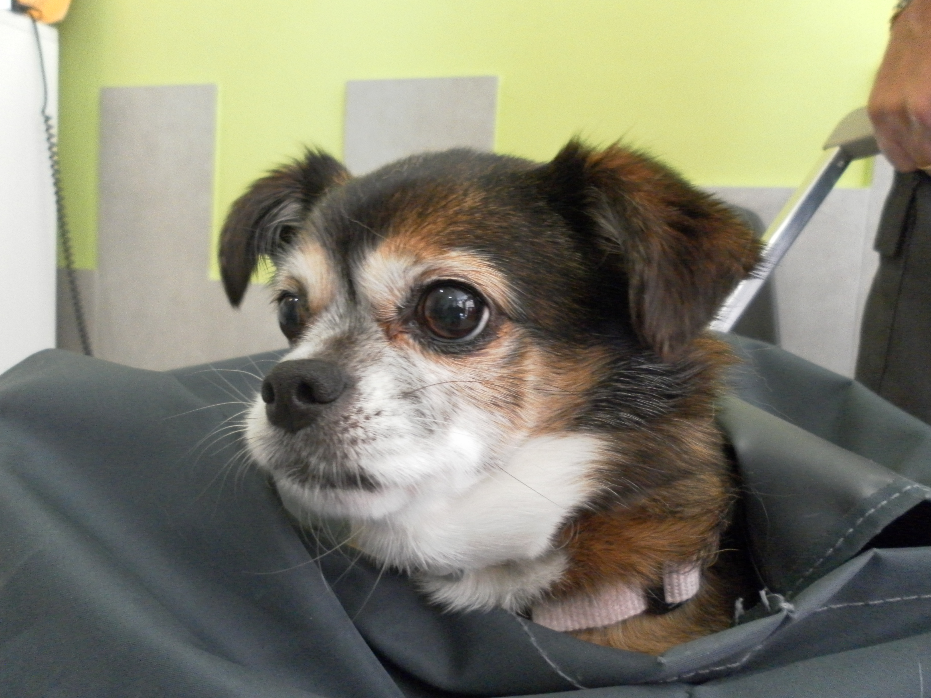 Tengo Que Sacrificar A Mi Perro Tuveterinario Info