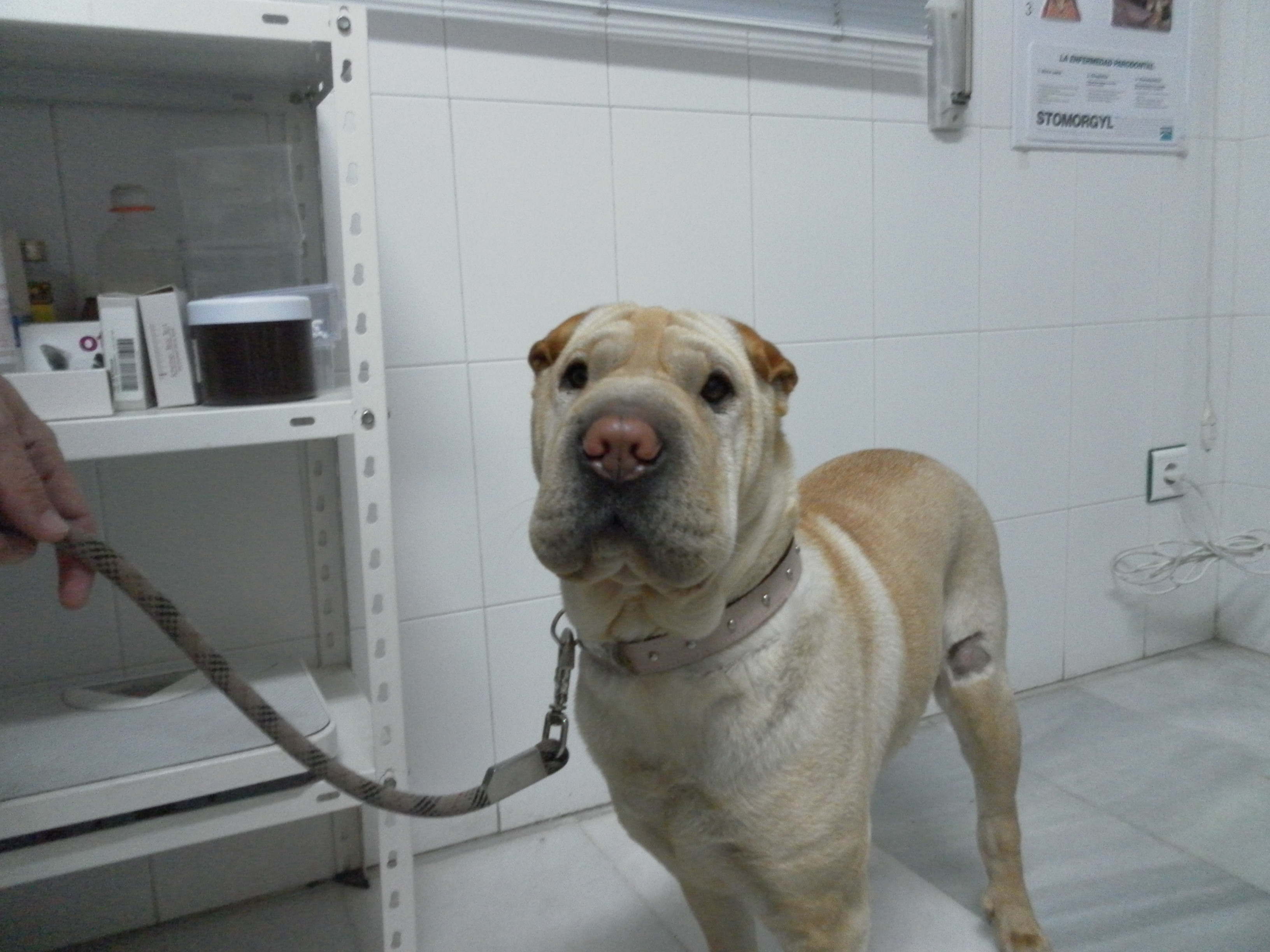 ¿Cuál es la mejor edad para cruzar a una perra? TuVeterinario.info ¿Cuál es la mejor edad para cruzar a una perra? TuVeterinario.info