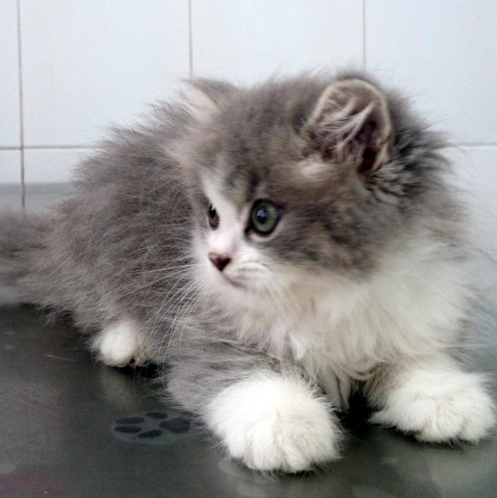 Cuanto Vive Un Gato Con Artrosis