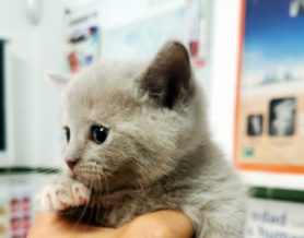 ¿Es peligroso anestesiar a un gato?