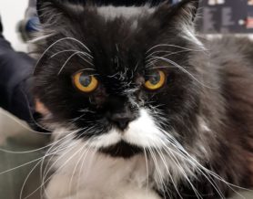 ¿Tengo que castrar a mi gato?