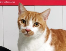 Mi gato tiene manchas en los labios y la nariz.