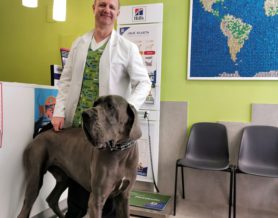 ¿Qué champú uso en mi perro con caspa o piel grasa?