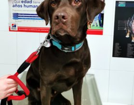 Mi perro muerde las paredes.